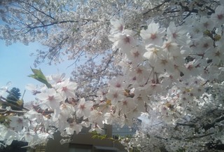 IMG_20180410_111100.jpg